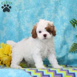 Lincoln, Cavapoo Puppy